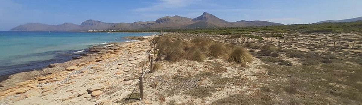  Der Strand von Son Serra de Marina 